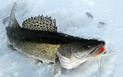 Зимняя рыбалка на балансир: ловля окуня, щуки, судака со льда