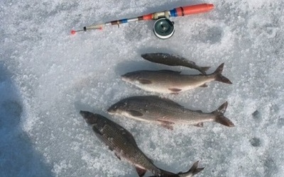 Как заядлые рыбаки ловят хариуса зимой: где искать и на что ловить хищника?
