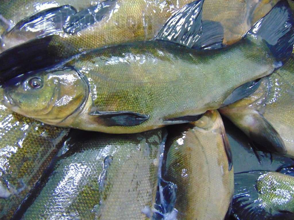 Рыба линь фото и описание, питание, где обитает • Мега Рыбак