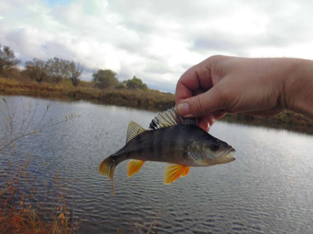 Ловля окуня на спиннинг осенью: приманки и поиск рыбы