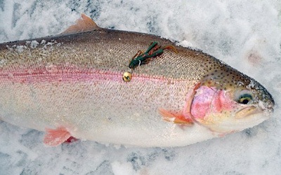 Рыбалка зимой на форель на платных водоемах