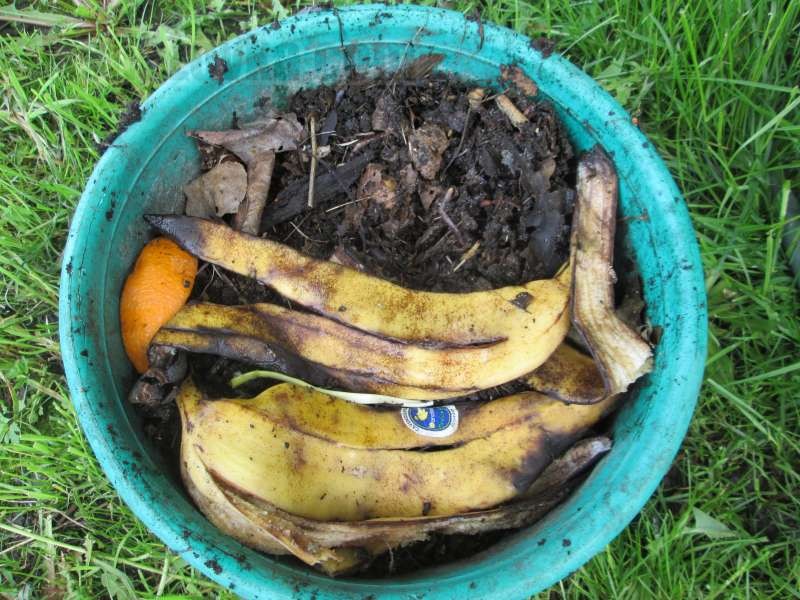 Перекладываем червей и субстрат в пластиковое ведро и кормим банановыми шкурками.