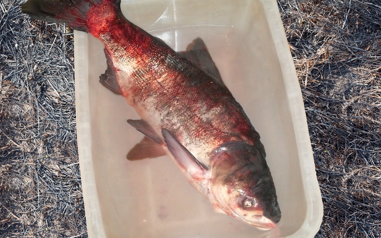Рыбалка на толстолобика по сезонам: особенности ловли толстолоба весной, летом, зимой и осенью